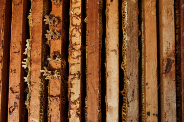 Open beehive with bees are crawling along the hive on honeycomb wooden frame. Apiculture concept