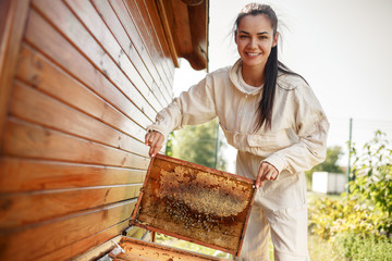 Young female beekeeper pulls out from the hive a wooden frame with honeycomb. Collect honey....