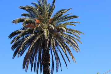 palm trees against blue sky