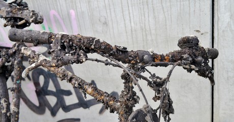 Altes Fahrrad - Lenker mit Muscheln besetzt