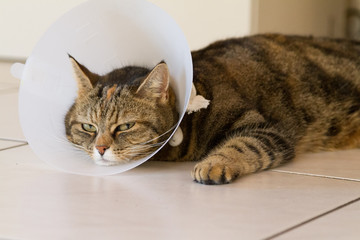 Kranke Katze mit Halskragen