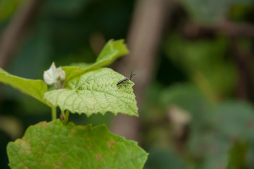 leaf with insect