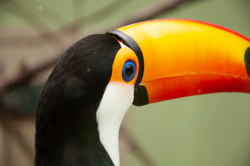 portrait of a toucan - Pomerode SC Brasil