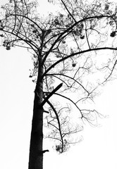 Fototapeta premium Burnt Tree