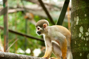 monkey - Pomerode SC Brasil