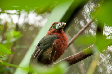 bird on a branch - Pomerode SC Brasil