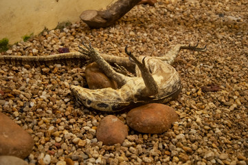 lizard - Pomerode SC Brasil