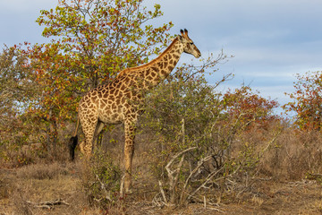 Giraffe 22