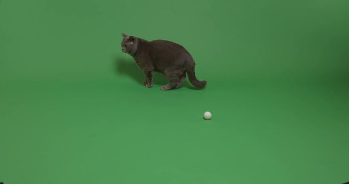 Grey cat with a ping pong ball on a green screen