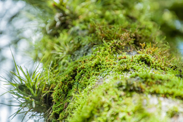 moss on tree