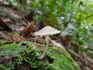 mushroom in the forest