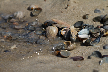 Muschelsammlung
