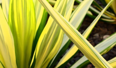 hojas verdes en primavera