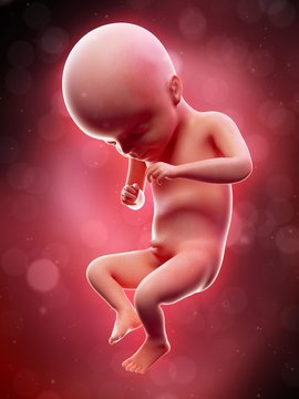 Illustration of a human foetus, week 21