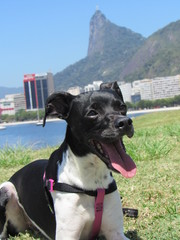 Dog on the Botafogo Bay Rio de Janeiro Brazil