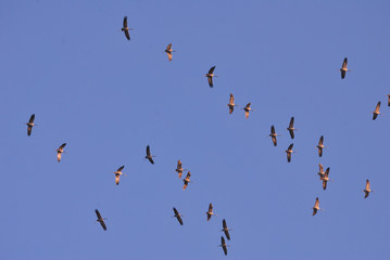 Kranichzug über Norddeutschland