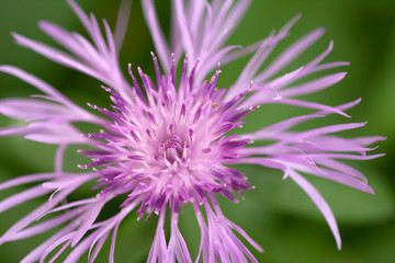 Obraz premium Pink Wildflower