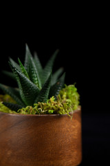 Succulent in wooden planter