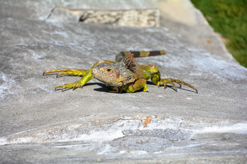 iguana enjoying sun