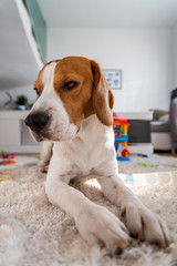 Beagle dog on a floor