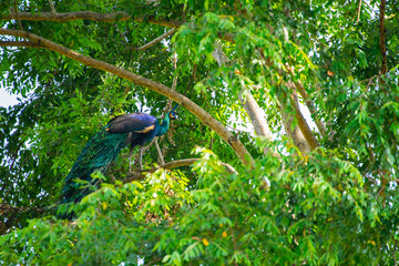 peacock on stick tree in deep forest Thailand, peacock standing on stick tree with green and natural forest background, bird and wildlife