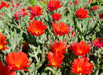Campo de flores rojas
