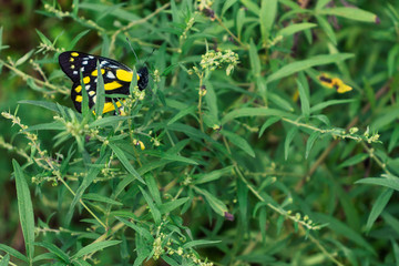 black and yellow butterfly in his habitat