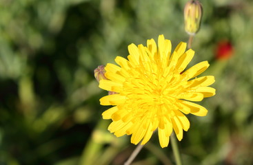 Flor amarilla silvestre. Macro.