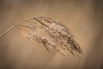 Dry reed before soft brown background