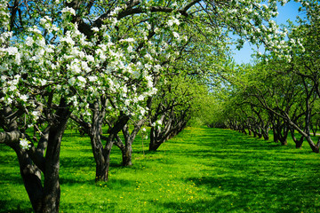 Fototapeta na wymiar Apple blossom in garden