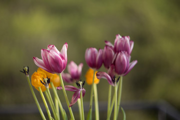 Beautiful purple and yellow tulips against the sun. Out of focus concept