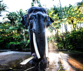 Elephant in Bali, Indonesia