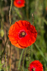A vivid red poppy, with a shallow depth of field