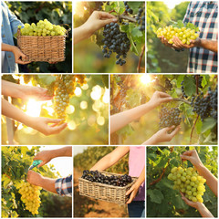 Set with different kinds of grapes and people at vineyard