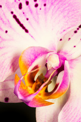 Orchid Portrait