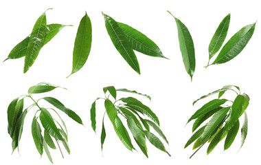 Set with green mango leaves on white background