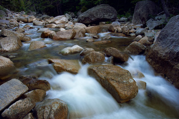 stream in the forest