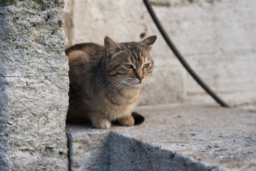 Cat in Istanbul