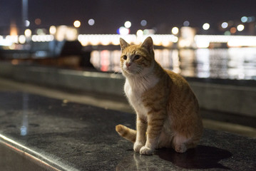 Cat in Istanbul