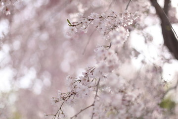 しだれ桜