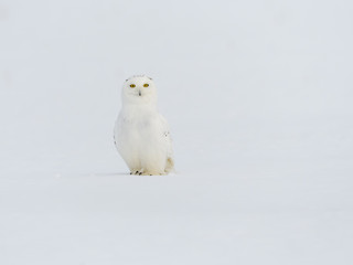 Male Snowy Owl Sitting on Snow Field, Portrait