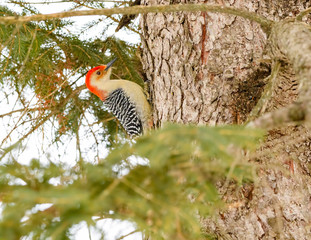 Red-bellied Woodpecker in Winter