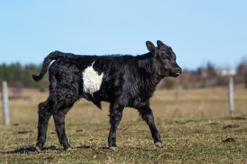 Black Angus Galloway Calf Mixed Breed Walking in Pasture in Autumn Summer Season