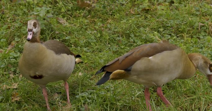 Egyptian Geese  foraging in grass. Camera zooms out slightly.