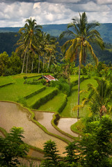 Obraz premium Balinese Mountain Rice Field. High in the hills of Munduk, Bali, rice can be grown in terraces that aid in the irrigation process. The rice can be harvested two or three times per year.