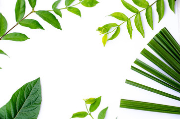 Obraz premium Green leaf texture. Leaf texture background top view