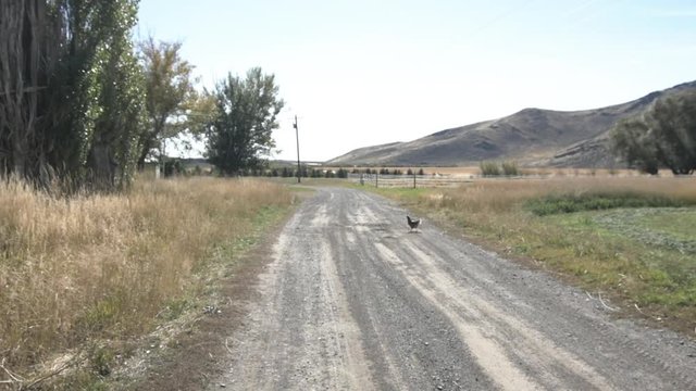 Wide, chicken crosses road in Idaho