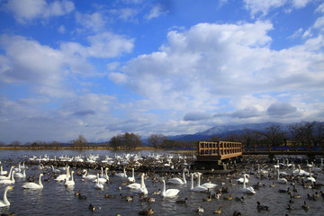 Fototapeta na wymiar 瓢湖の白鳥