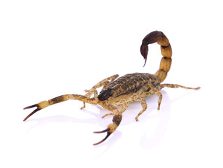 Scorpion on white background.