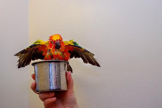 A super Yellow parrot make a bath